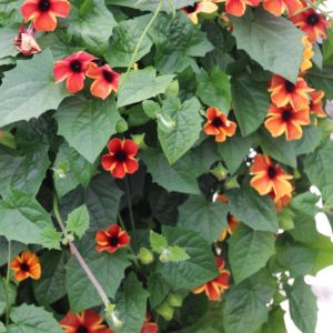 Thunbergia (Black Eye Susan)